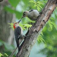 Image de Melanerpes Swainson 1832