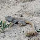 Image of Steppe Agama