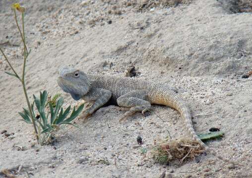 Image of Steppe Agama