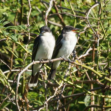 Image of Eastern Kingbird