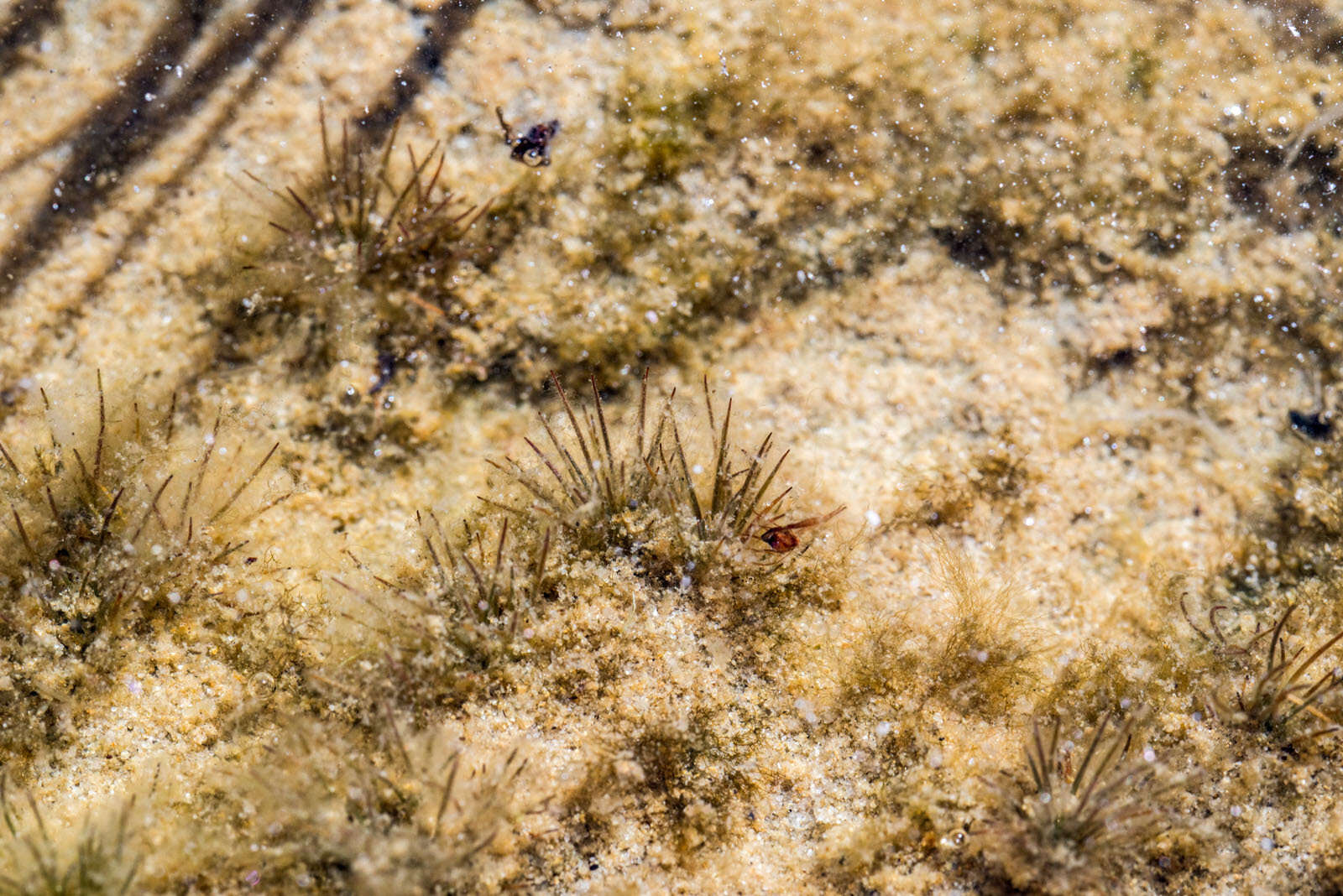 Image of Hydatella inconspicua (Cheesem.) Cheesem.