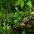 Image of dwarf solomon's seal