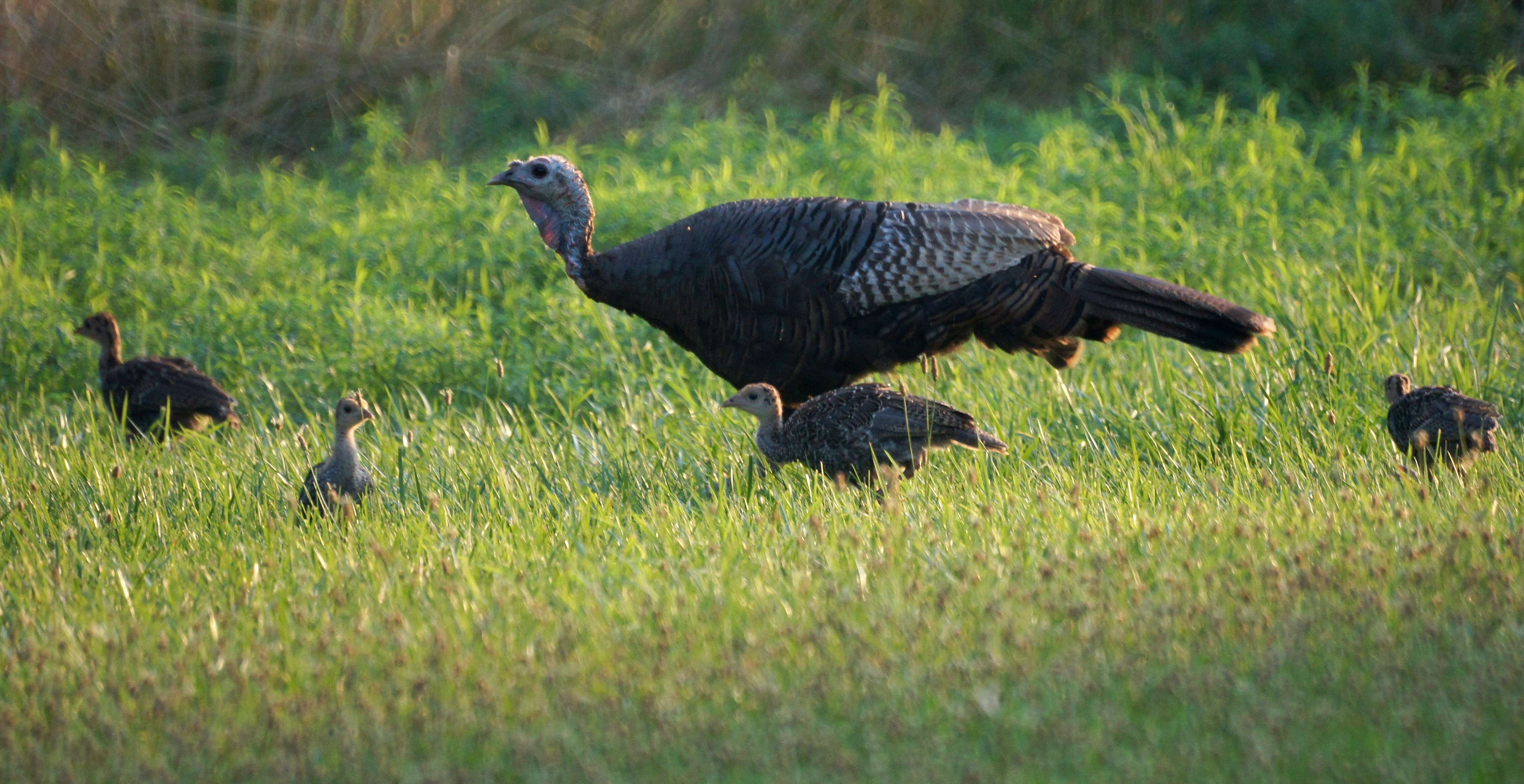 Imagem de Meleagris gallopavo Linnaeus 1758