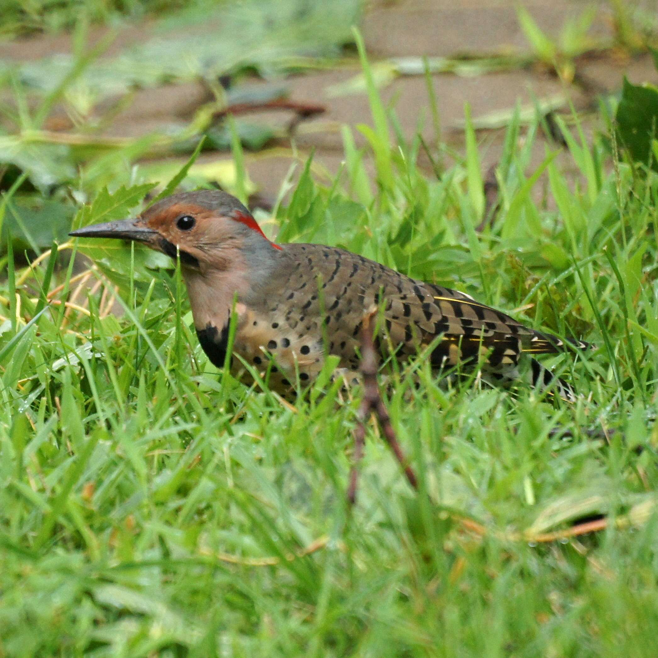 Image of Northern Flicker