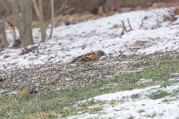 Image of Brambling