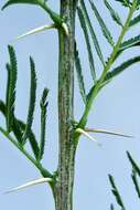 Imagem de Vachellia davyi (N. E. Br.) Kyal. & Boatwr.