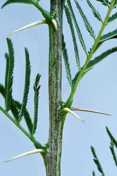 Image of Vachellia davyi (N. E. Br.) Kyal. & Boatwr.