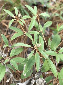 Слика од Croton argyranthemus Michx.