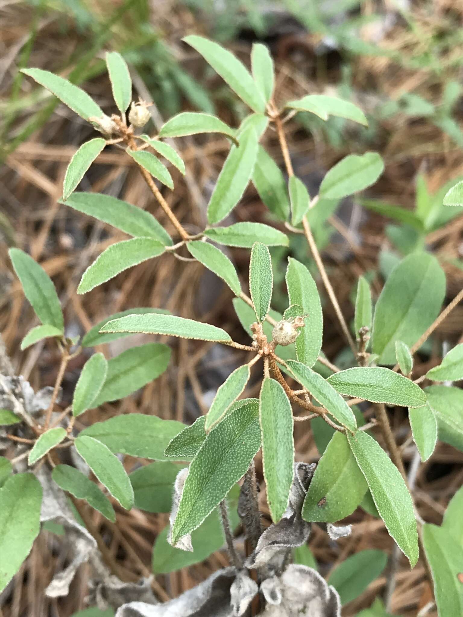 Слика од Croton argyranthemus Michx.