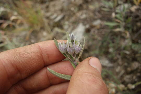 Image of Caryopteris mongholica Bunge