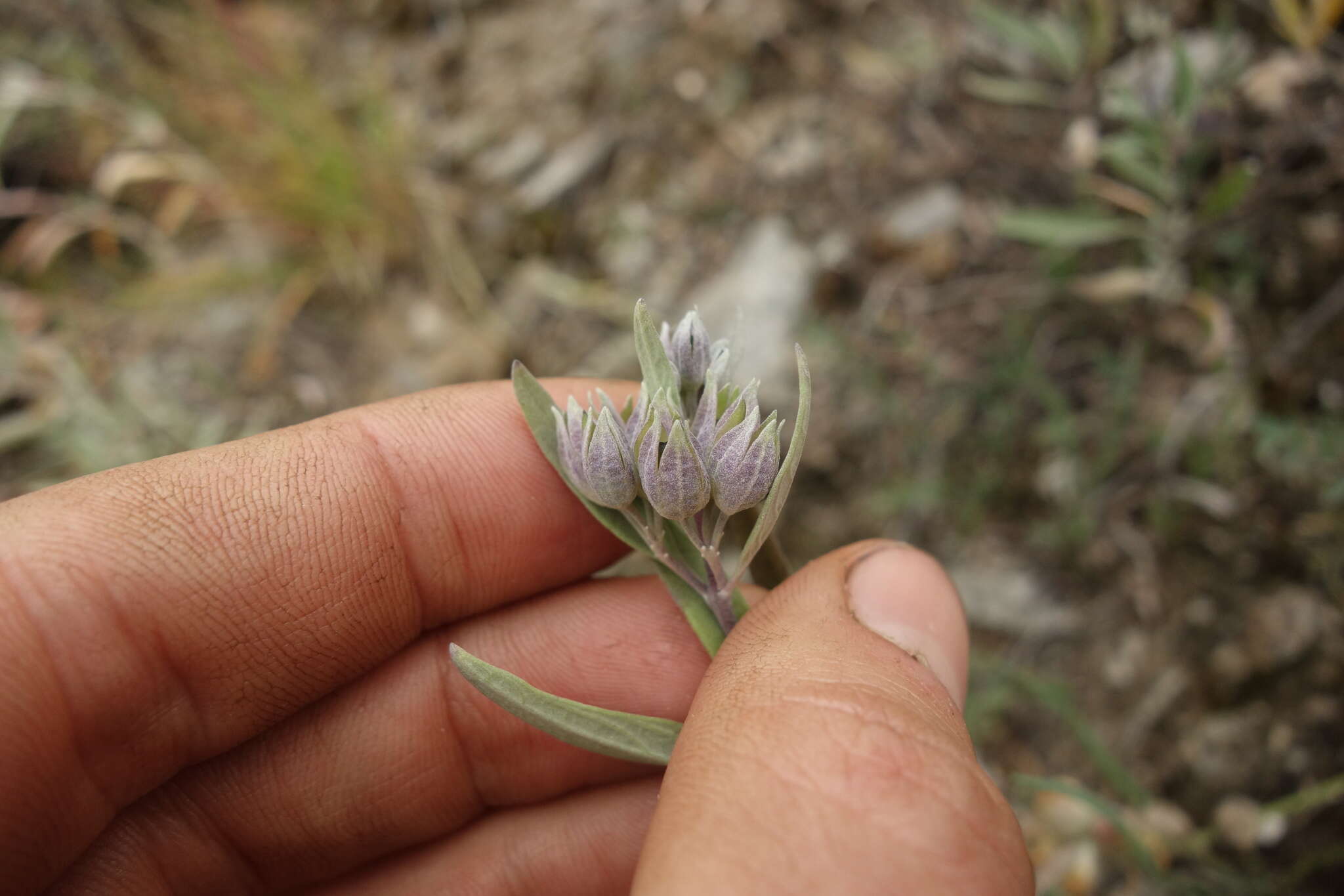 Imagem de Caryopteris mongholica Bunge