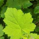 Rubus moluccanus L. resmi