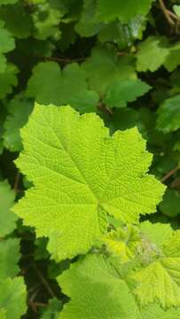 صورة Rubus moluccanus L.