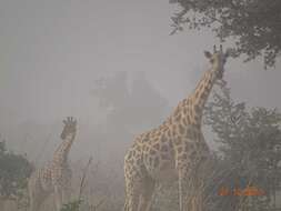 Image of West African Giraffe