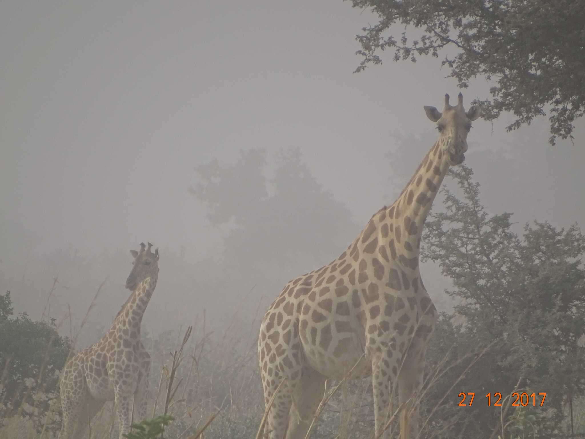 Image of West African Giraffe