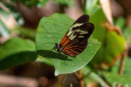 Heliconius erato amazona Staudinger 1896的圖片