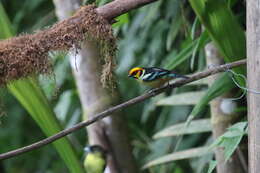 Image of Flame-faced Tanager