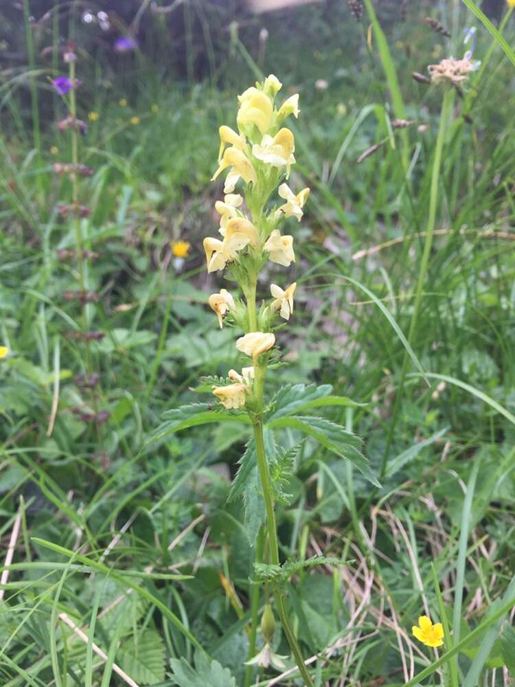 Image of Pedicularis ascendens Schleicher ex Gaudin