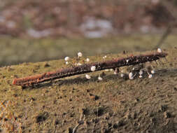 Ombrophila juniperinella (P. Karst.) Boud. 1907的圖片