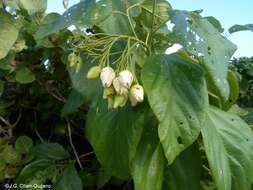 Image de Cordia sebestena L.