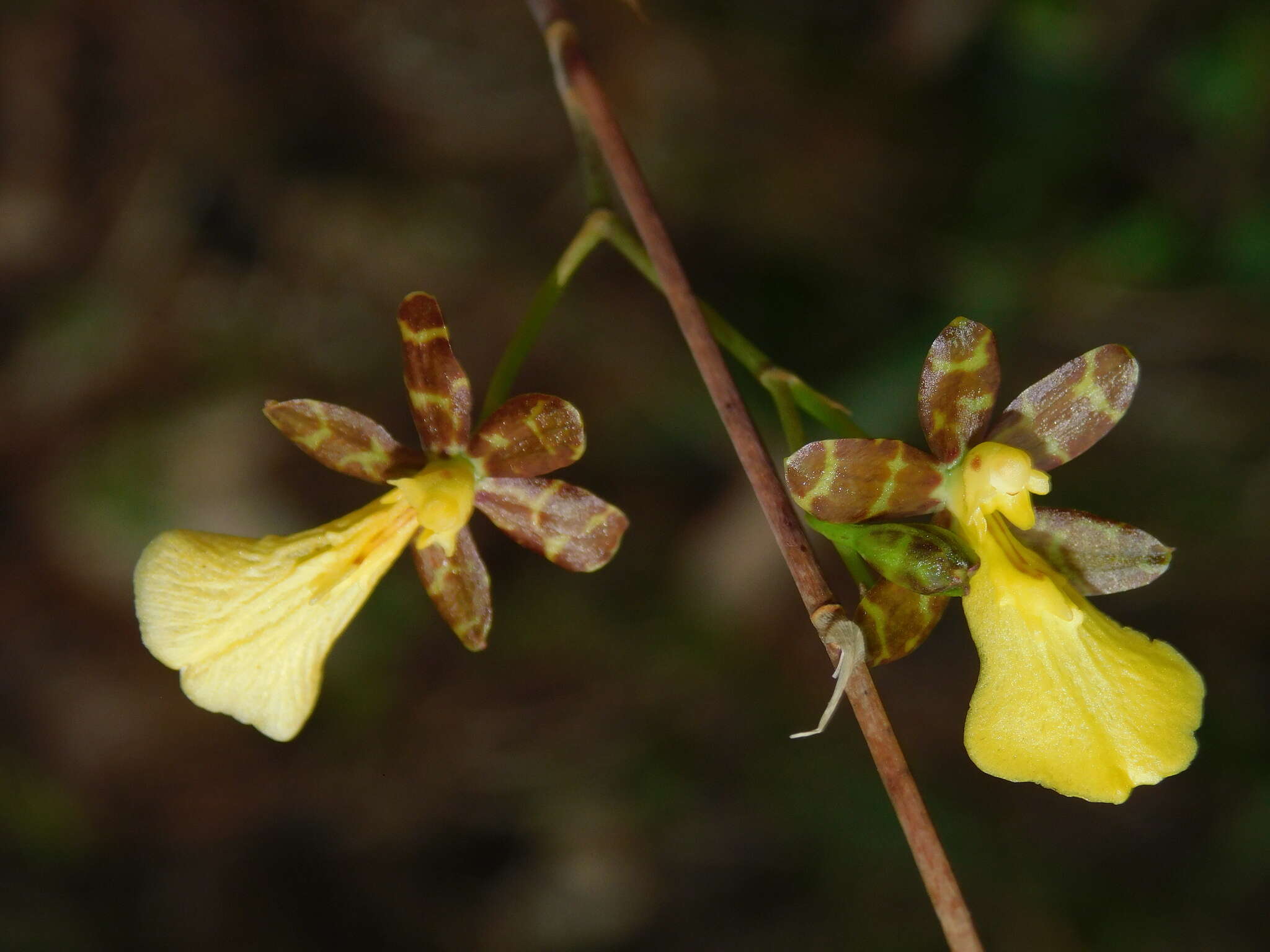 Image of Oncidium graminifolium (Lindl.) Lindl.