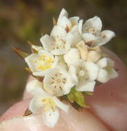 Image of Lachnaea diosmoides Meissn.