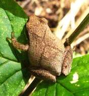 Image of slant-faced grasshopper