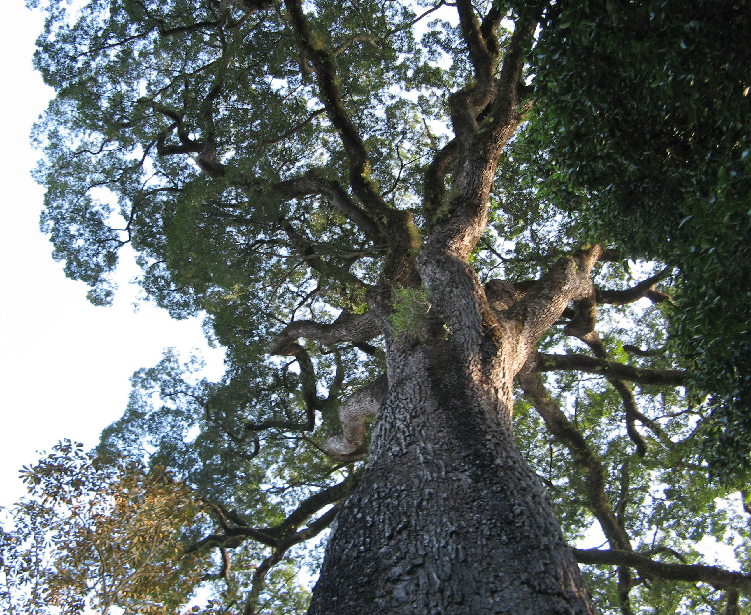 Image of Cariniana legalis (Mart.) Kuntze