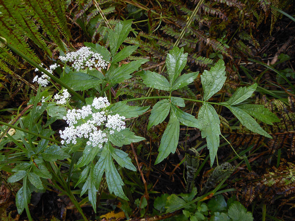 Image de Ostericum sieboldii (Miq.) Nakai