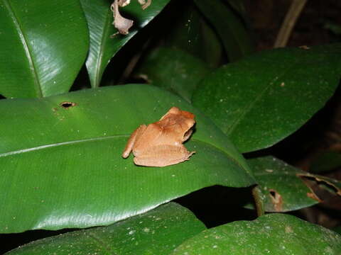 Image of Pristimantis chiastonotus (Lynch & Hoogmoed 1977)