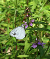 Image of Pieris dulcinea (Butler 1882)