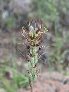 Image de Agave guttata Jacobi & C. D. Bouché