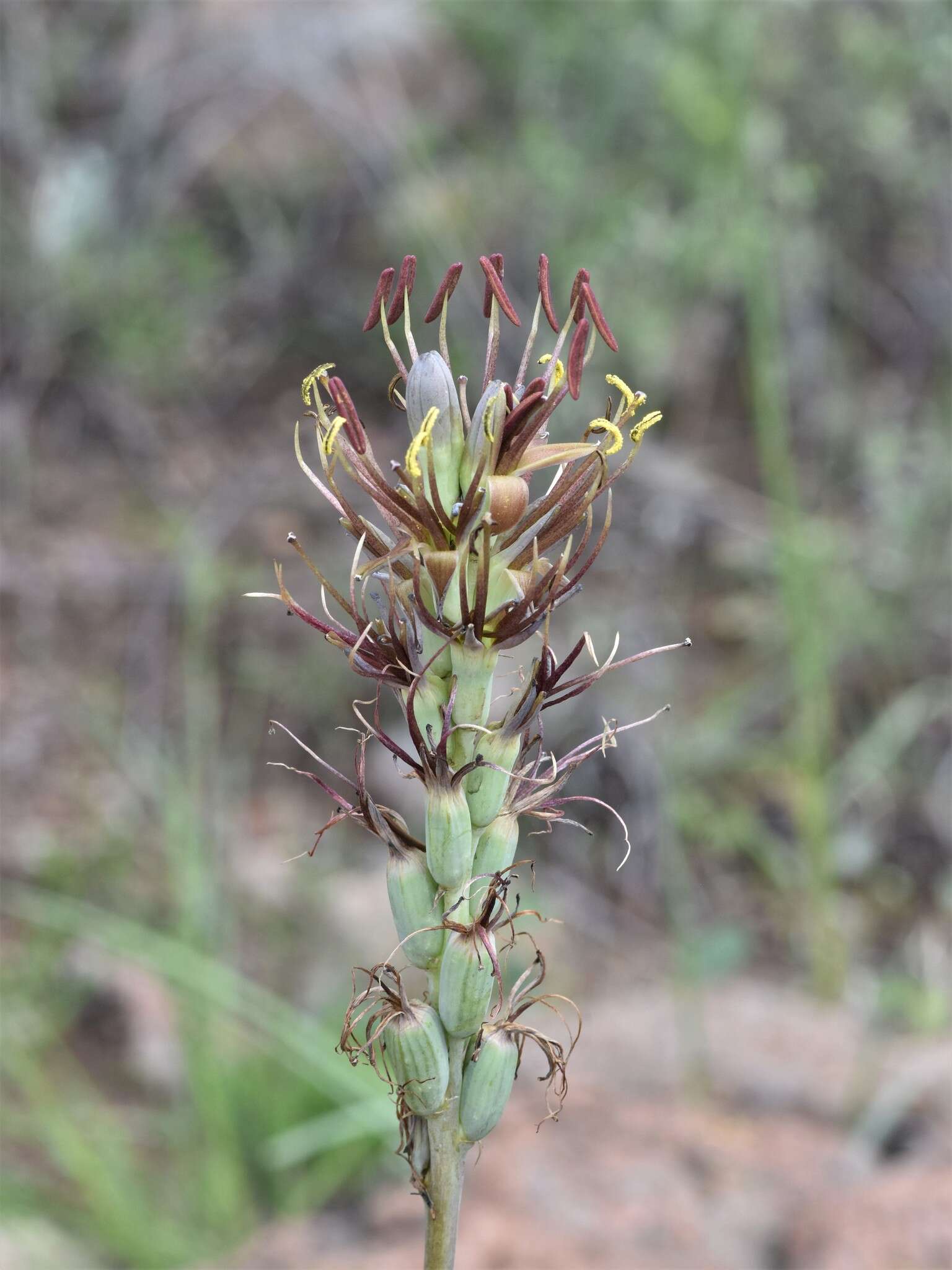 Image de Agave guttata Jacobi & C. D. Bouché