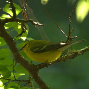 Image of Blue-winged Warbler