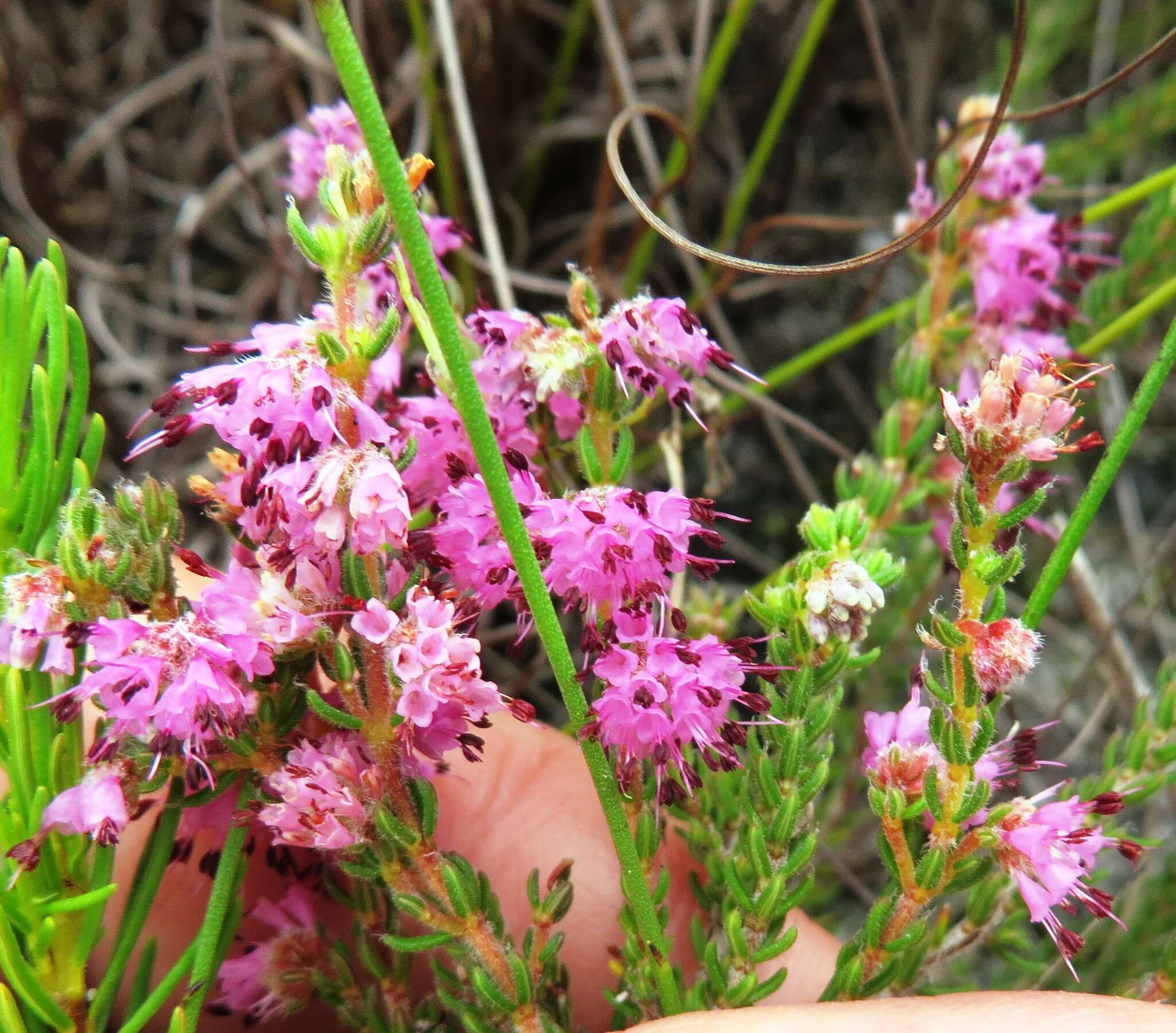 Image of Erica similis (N. E. Br.) E. G. H. Oliver