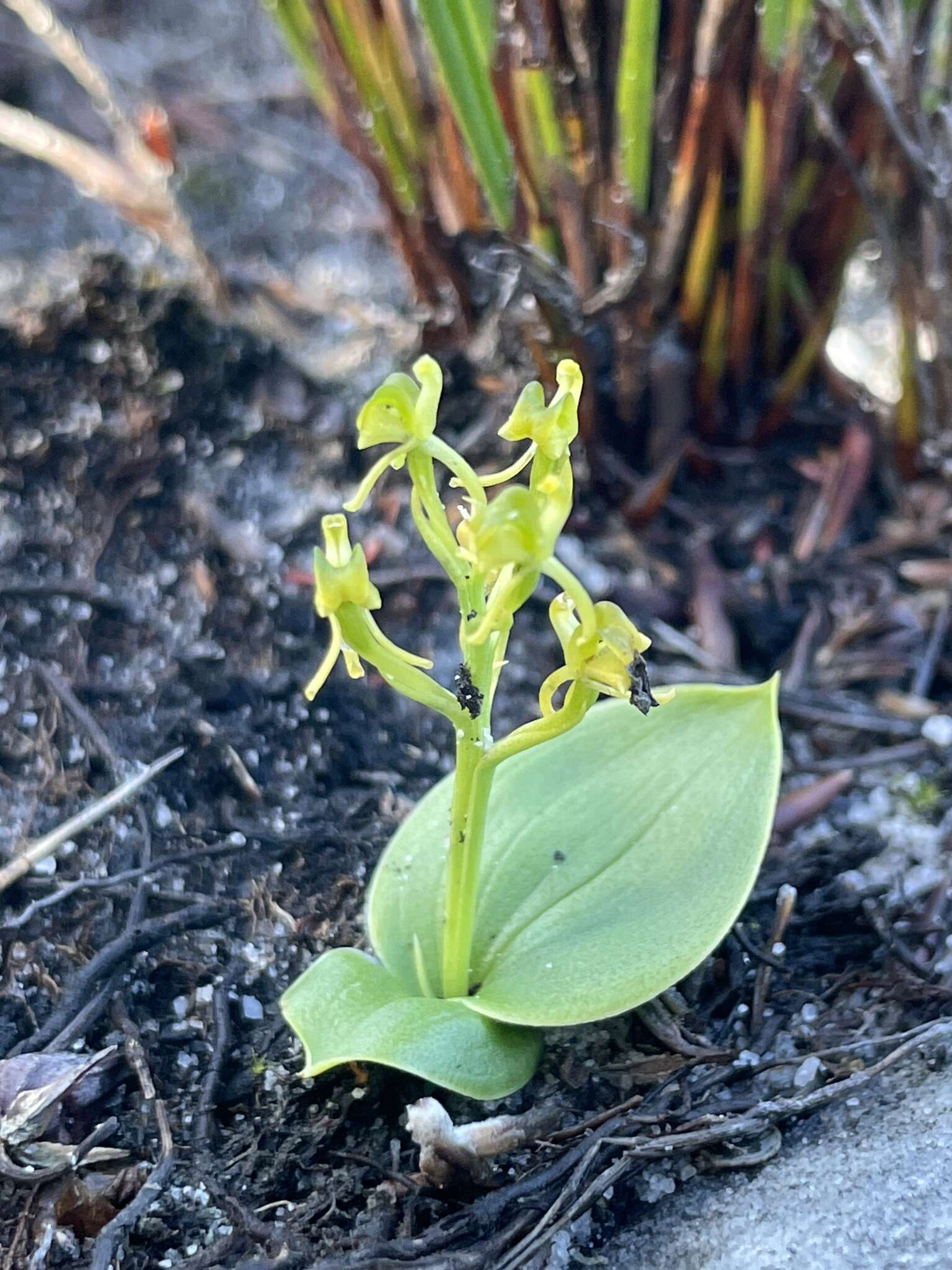 Image of Liparis capensis Lindl.