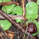 Image of Fringed helmet orchid