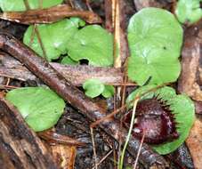 Image of Fringed helmet orchid