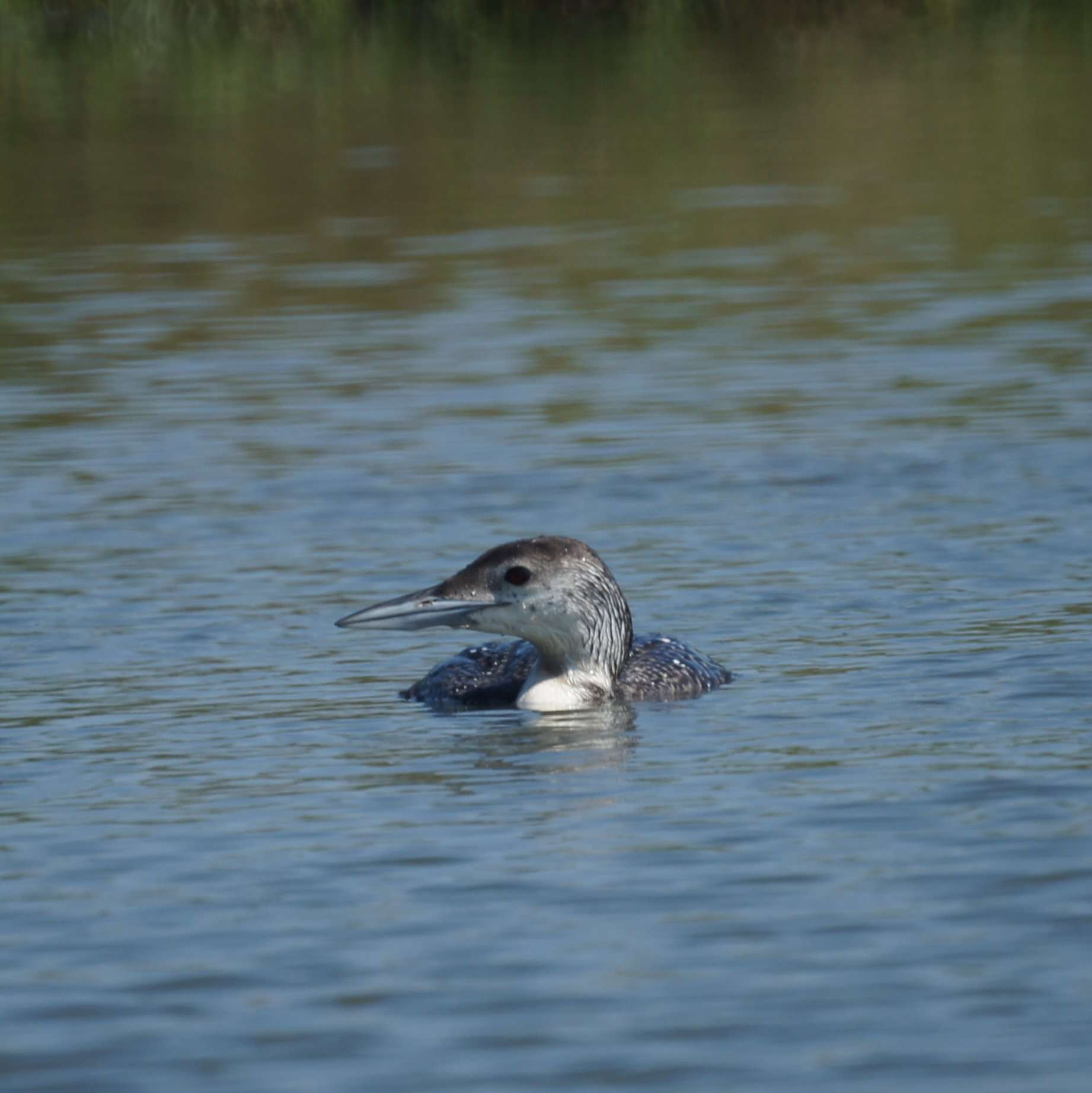 Image of loons