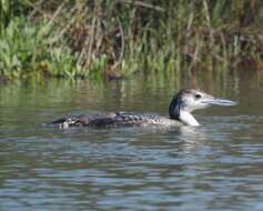 Image of loons