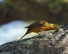 Image of Summer Tanager