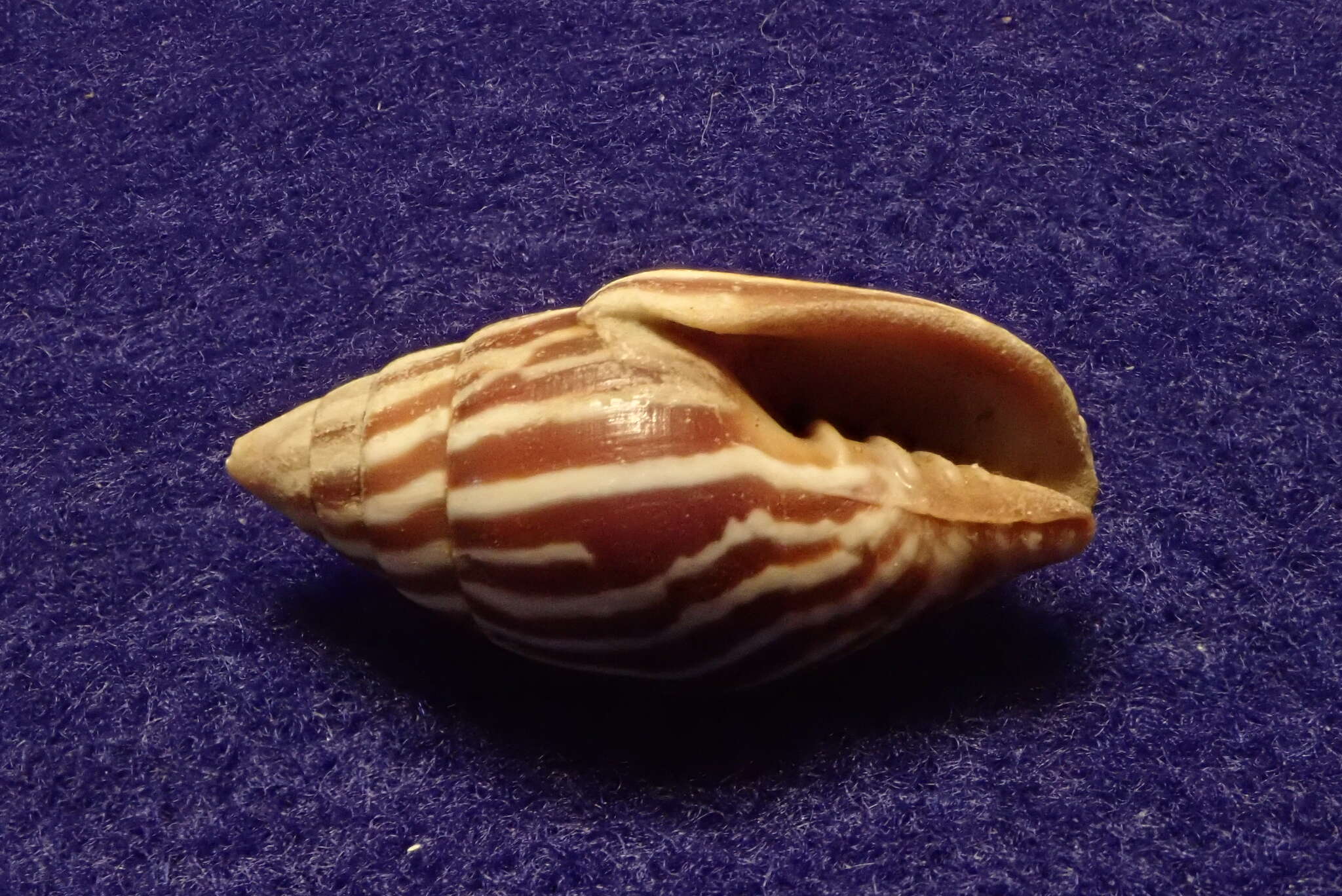 Image of Strigatella paupercula (Linnaeus 1758)