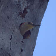 Image of Red-bellied Woodpecker