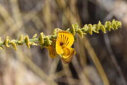 Image of Adesmia atacamensis Phil.