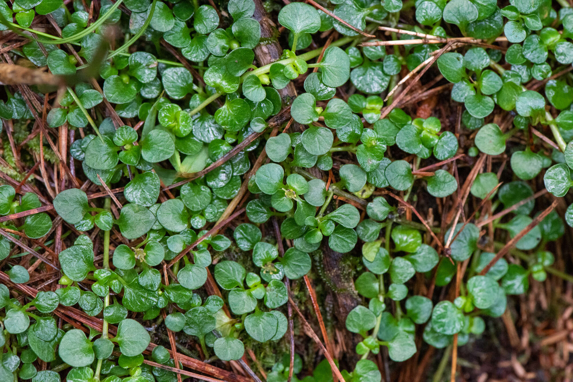 Image of Nertera nigricarpa Hayata