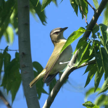 Image of Red-eyed Vireo