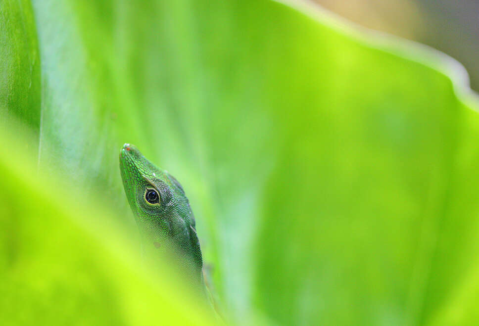 Image of Boulenger's Green Anole