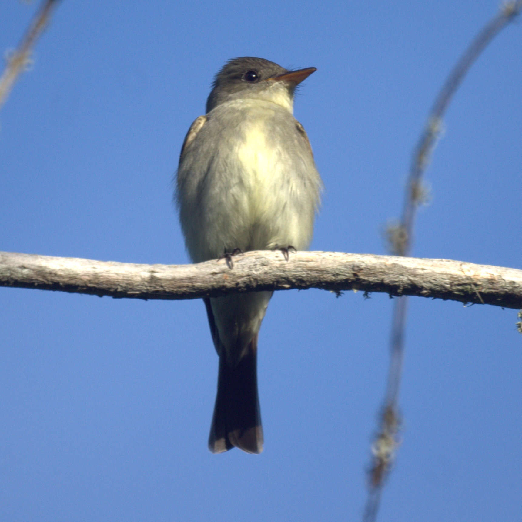 Image of Eastern Kingbird