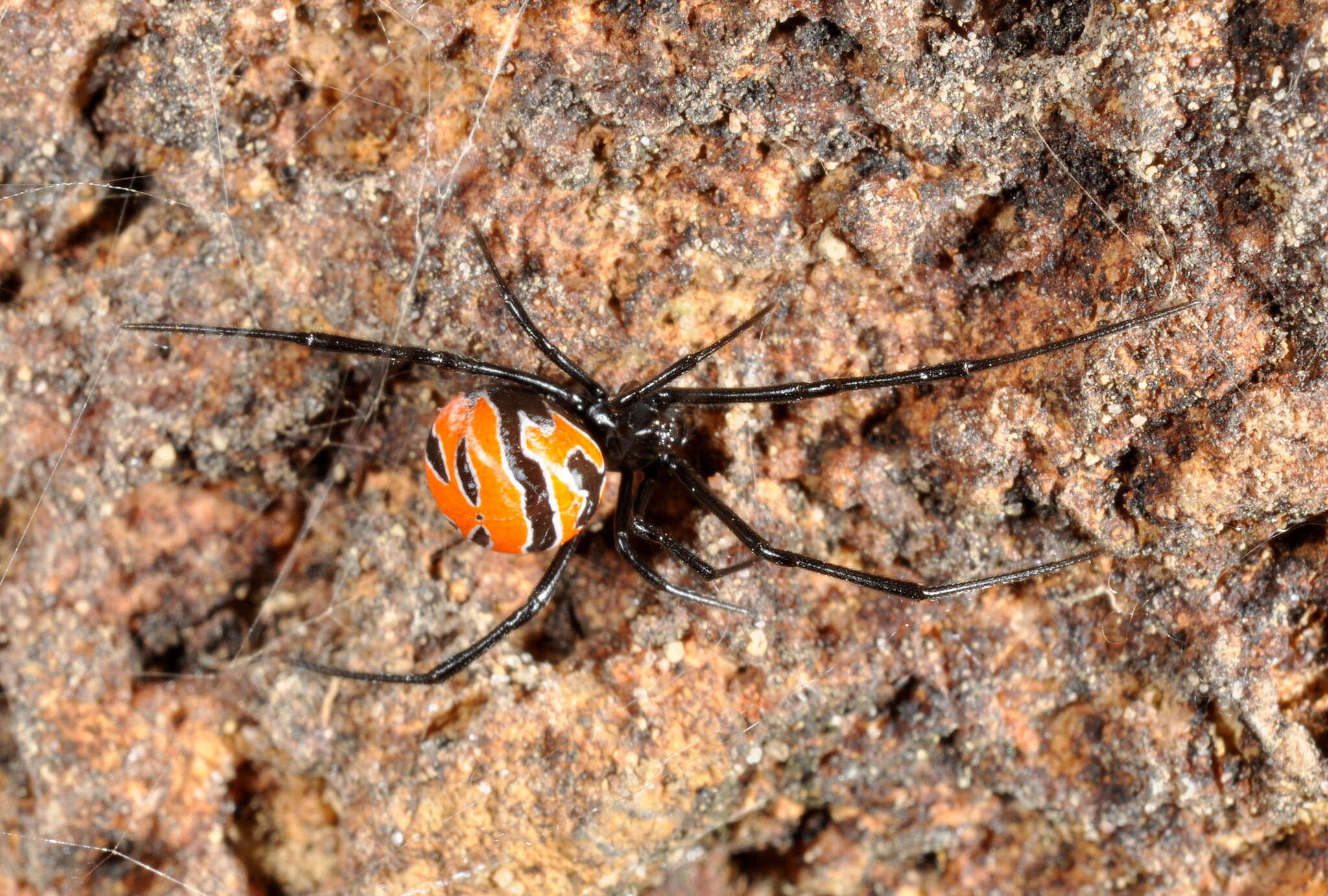 Plancia ëd Latrodectus curacaviensis (Müller 1776)