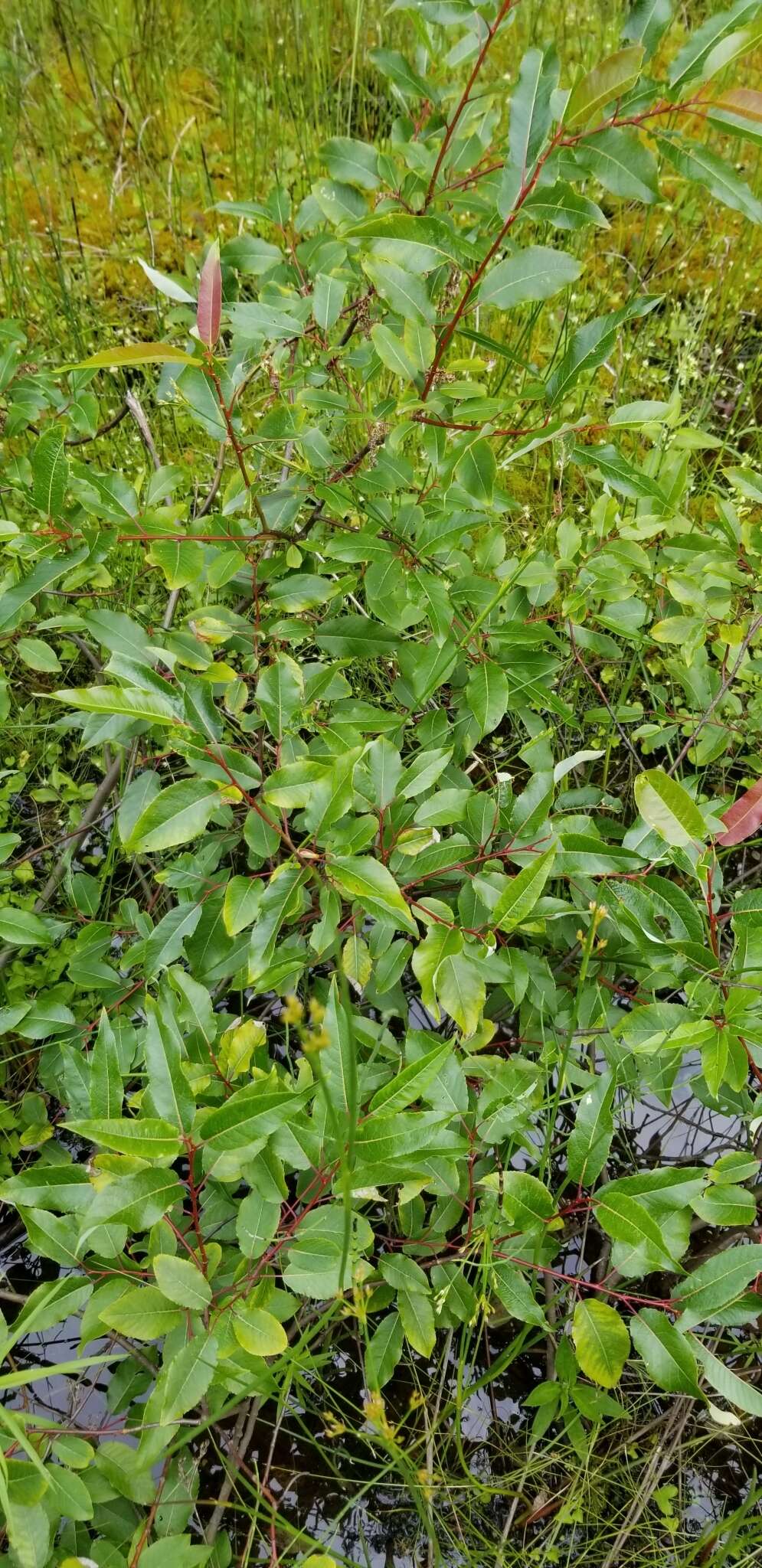 Image de Salix pyrifolia Anderss.